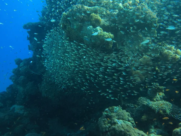 Underwater scenery — Stock Photo, Image