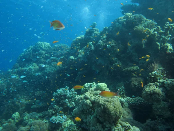 Onderwater landschap Stockafbeelding