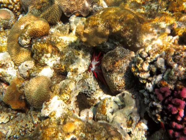 Arrecife de coral — Foto de Stock