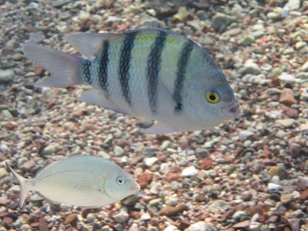 Pomacentridae ryby — Stock fotografie