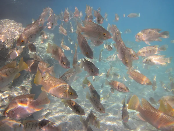 Jordania San Pedro jalá pescados — Foto de Stock