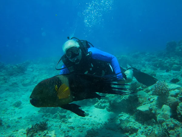 tüplü dalış ve balık