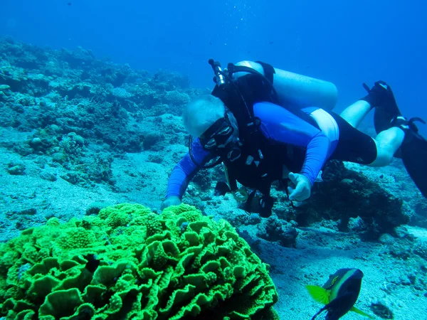 Mergulhador e coral — Fotografia de Stock