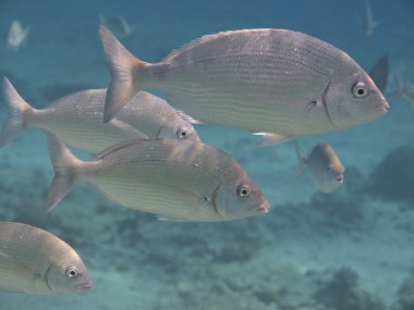 Eilat mercan balığı
