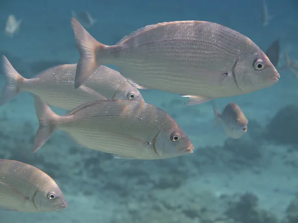 Eilat peces de coral — Foto de Stock