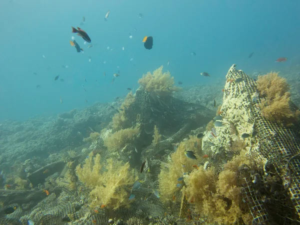 Sitio de buceo Universidad —  Fotos de Stock