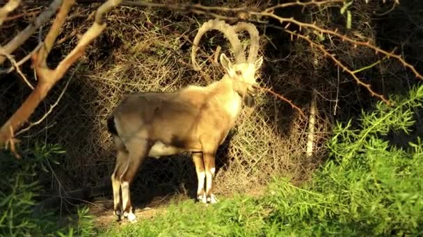 Nubian ibex — Stock Video