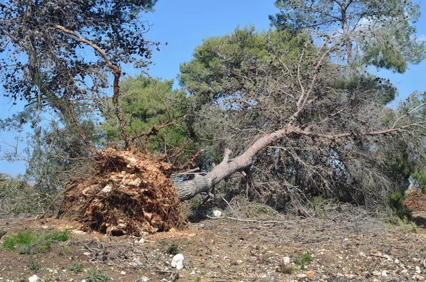 Omgevallen bomen — Stockfoto