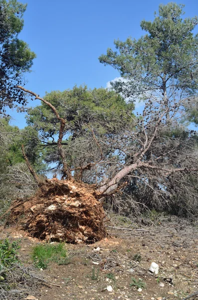 Omgevallen bomen — Stockfoto