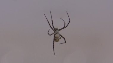 Örümcek
