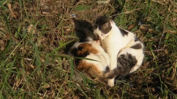 Кошки спят — стоковое видео