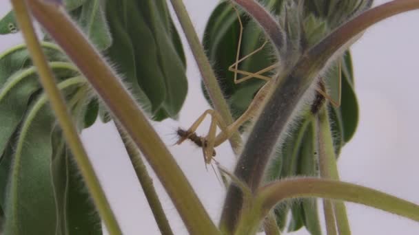 Larva del Mantid — Vídeo de stock