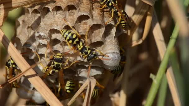 Wasps in the nest — Stock Video