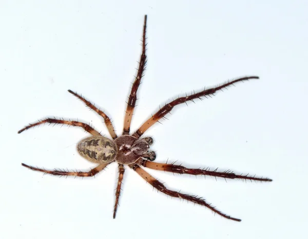 Aranha em um fundo branco — Fotografia de Stock