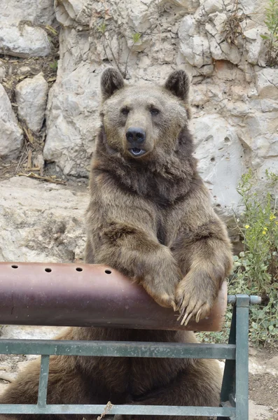 Urso castanho sírio — Fotografia de Stock