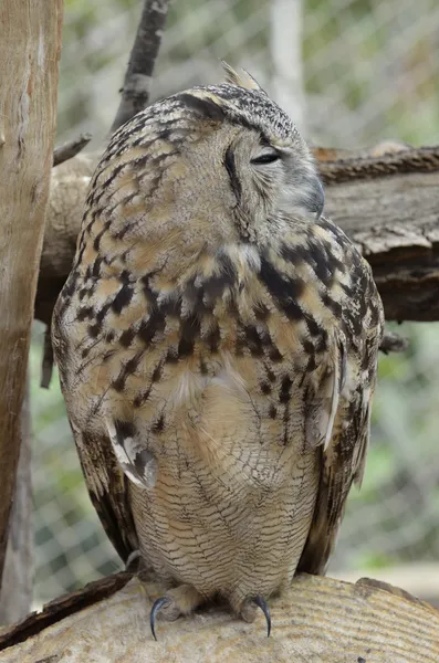 Prédateur du hibou de nuit — Photo