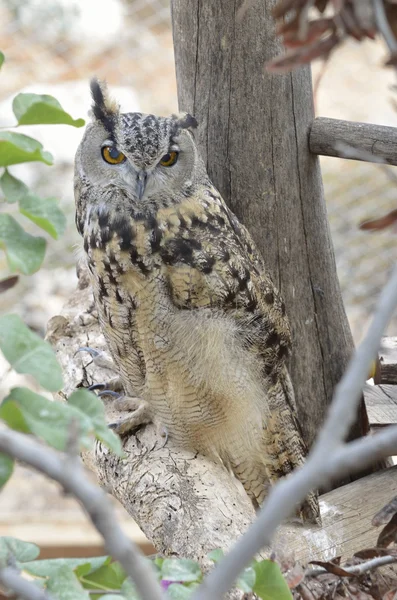 Night owl predátor — Stock fotografie