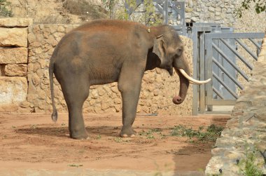 African animals elephant