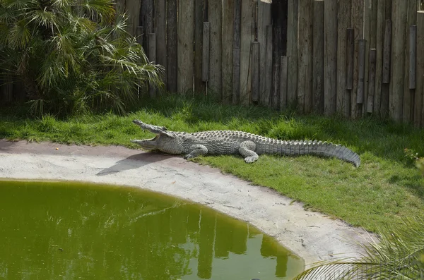 Crocodilo — Fotografia de Stock