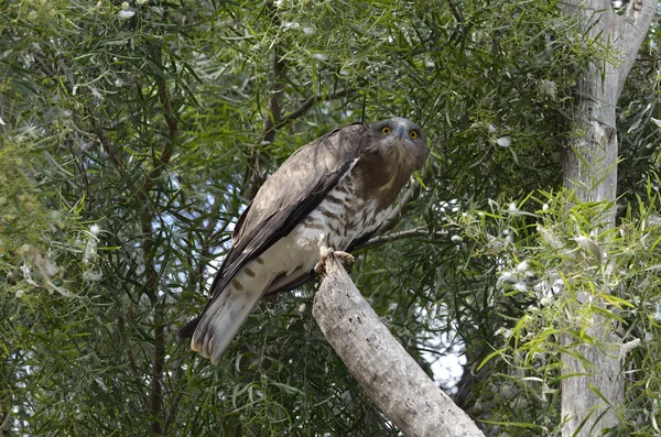 Faucon oiseau de proie — Photo