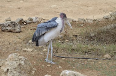 uzun balıkçı çizmesi
