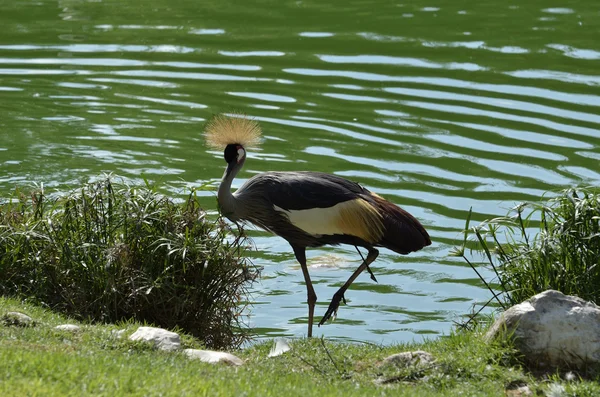 Crowned Crane — Stock Photo, Image