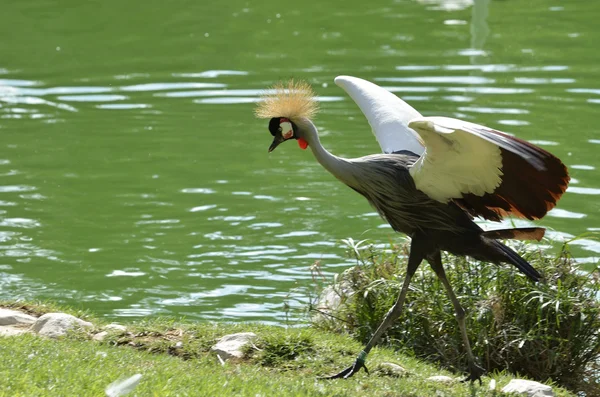 Crowned Crane — Stock Photo, Image