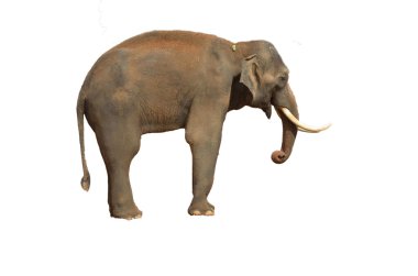 Afrika hayvanları yetişkin fil