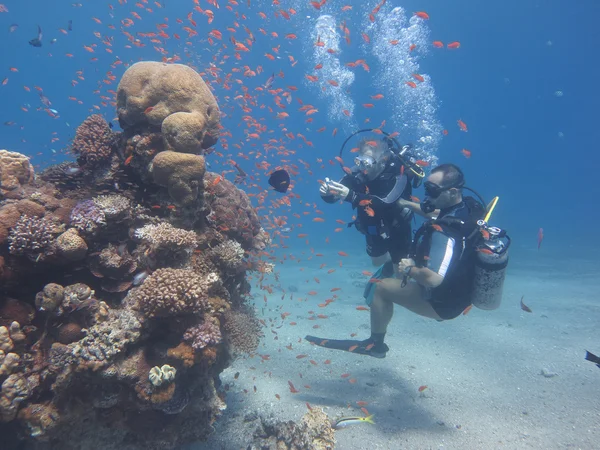 sualtı fotoğrafçısı