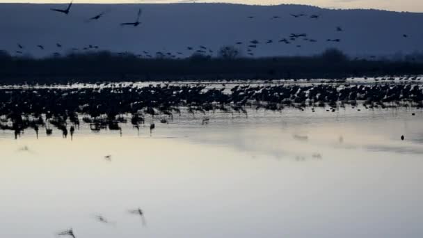 Ibises — Vídeos de Stock