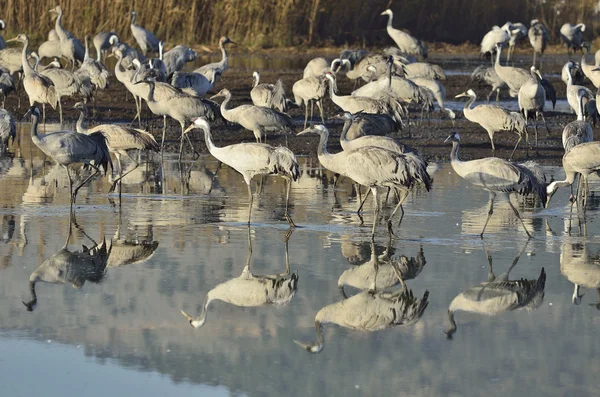 Common Crane — Stock Photo, Image