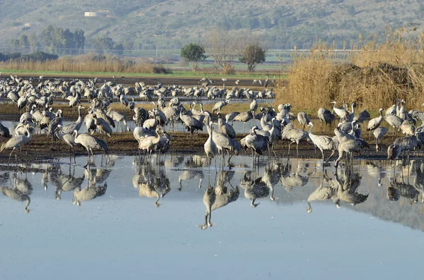 Gewöhnlicher Kranich — Stockfoto