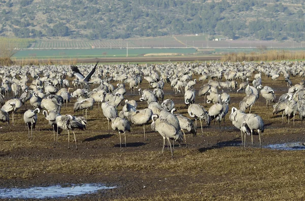 Common Crane — Stock Photo, Image