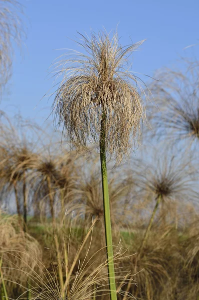 Orto botanico — Foto Stock