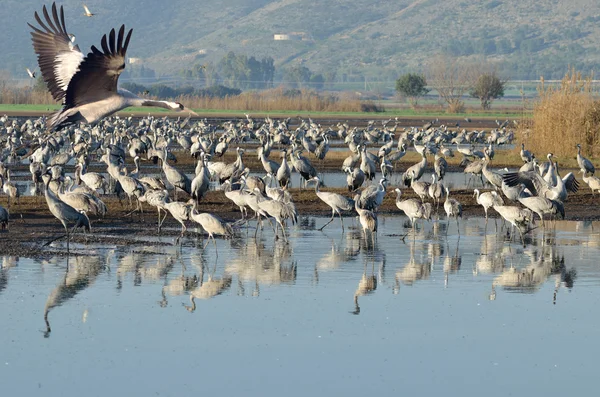 Common Crane — Stock Photo, Image