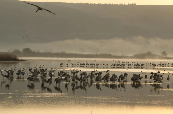 Common Crane — Stock Photo, Image