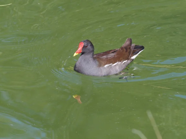 Zugvögel Israel Wasservogel Ente Mit Rotem Schnabel Und Gelber Spitze — Stockfoto