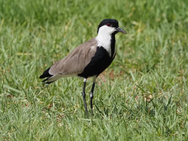 Migratory Birds Israel Waders Spur Winged Lapwing — Stock Photo, Image