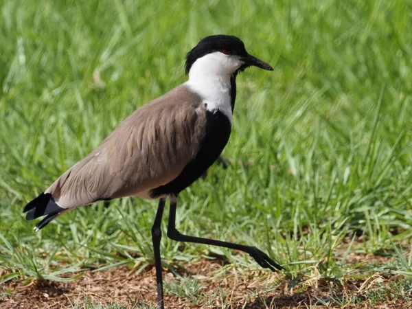 Ptaki Wędrowne Izraelu Brodzące Skrzydłami Lapwing — Zdjęcie stockowe