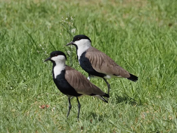 Aves Migratorias Israel Vadeando Con Alas Espolón Lapwing — Foto de Stock