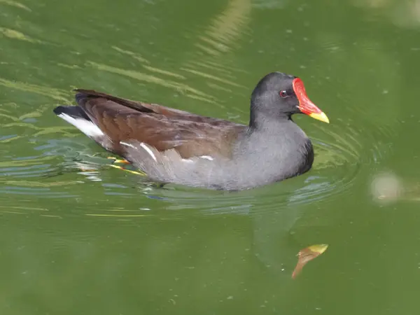 Zugvögel Israel Wasservogel Ente Mit Rotem Schnabel Und Gelber Spitze — Stockfoto
