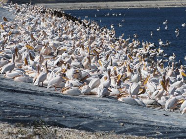 Göçmen kuşlar için su deposu Aleksader nehrinin İsrail vadisinde pelikanlar
