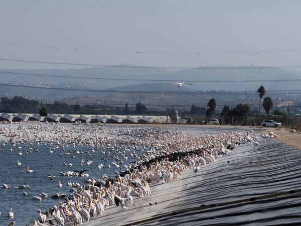 Embalse Agua Para Aves Acuáticas Aves Migratorias Pelícanos Israel Valle — Foto de Stock