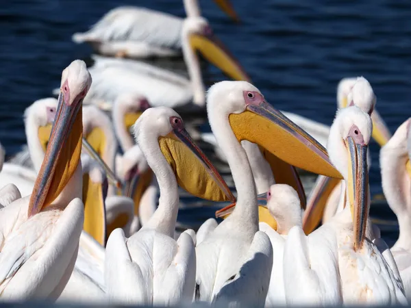 Göçmen Kuşlar Srail Pelikanlar Aleksader Nehri Vadisinde Bir Rezervuarda — Stok fotoğraf