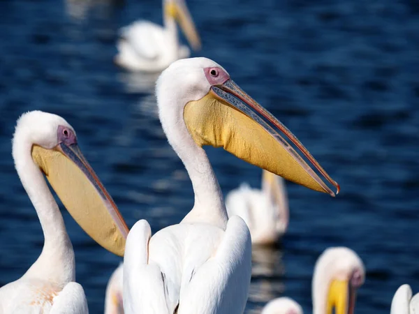 Migratory Birds Pelicans Israel Reservoir Aleksader River Valley — Stock Photo, Image