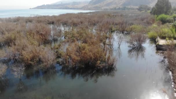 Västkusten Galileiska Sjön Även Kallad Tiberiasjön Kinneret Eller Kinnereth Sötvattensjö — Stockvideo