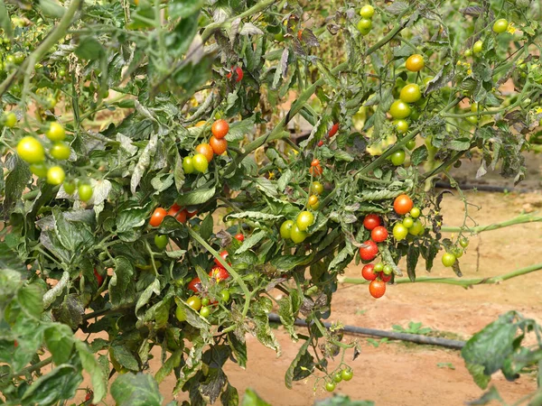 Cultivar Tomates Cereja Estufa — Fotografia de Stock