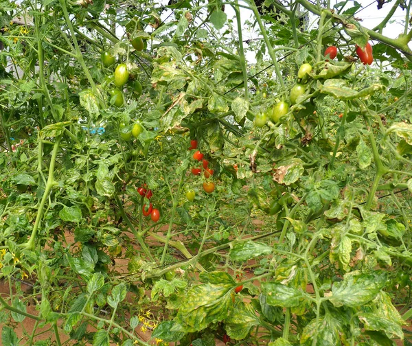 Cultivar Tomates Cherry Invernadero — Foto de Stock