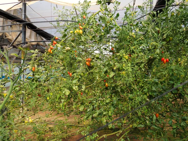 温室内でのチェリートマトの栽培 — ストック写真