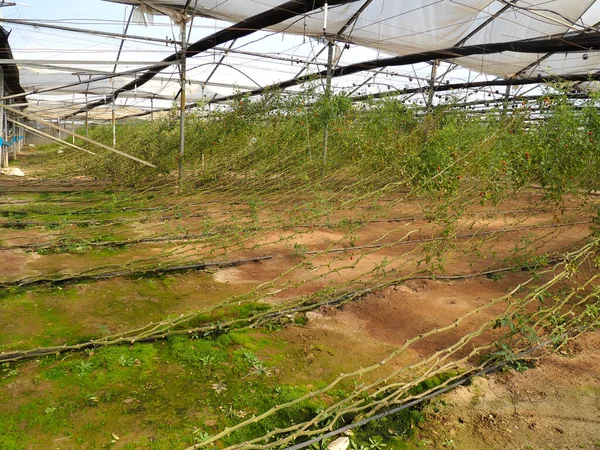 Cultiver Des Tomates Cerises Dans Une Serre — Photo